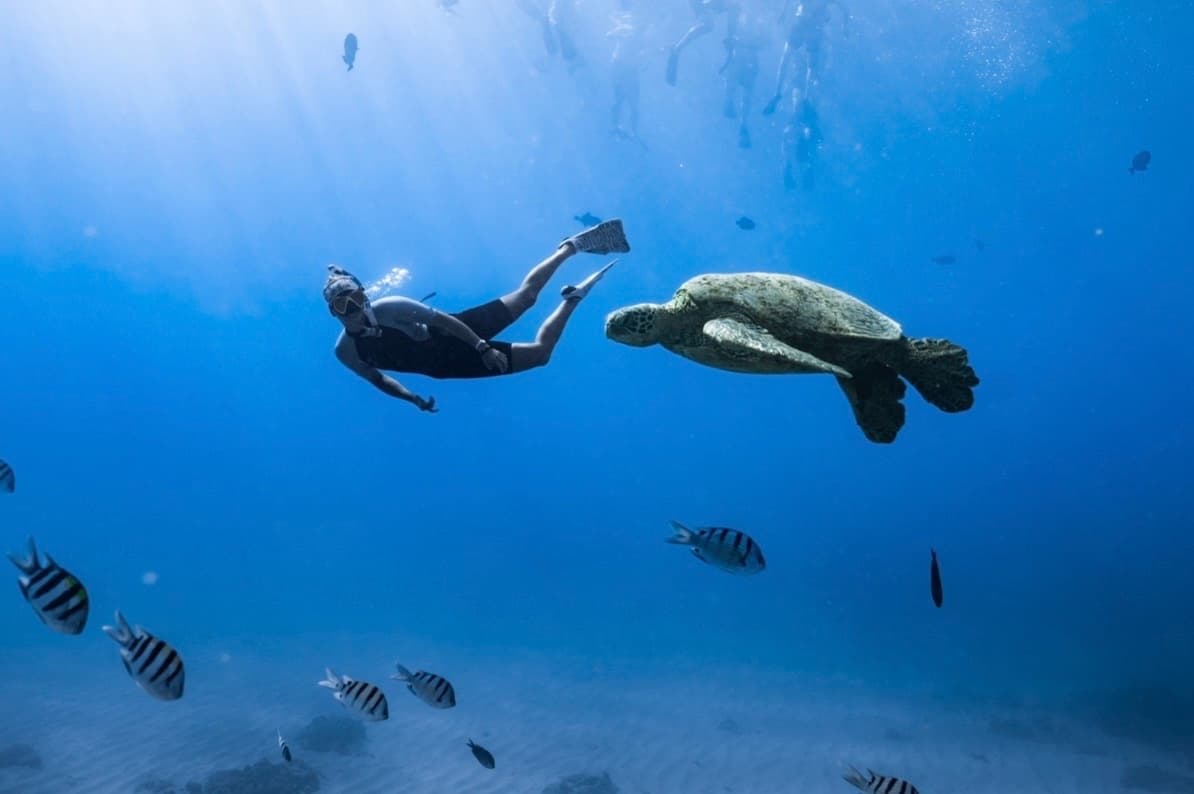 Private Turtle Canyon Snorkel: Small-Group Morning Tour from Waikiki photo 4