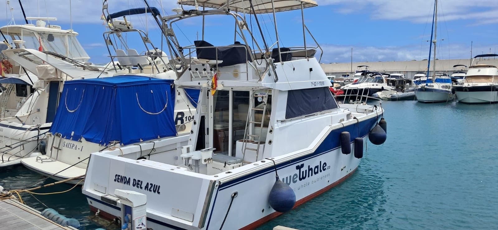 Marine Wildlife & Dolphin Watching with WeWhale Canarias SL on Gran Canaria