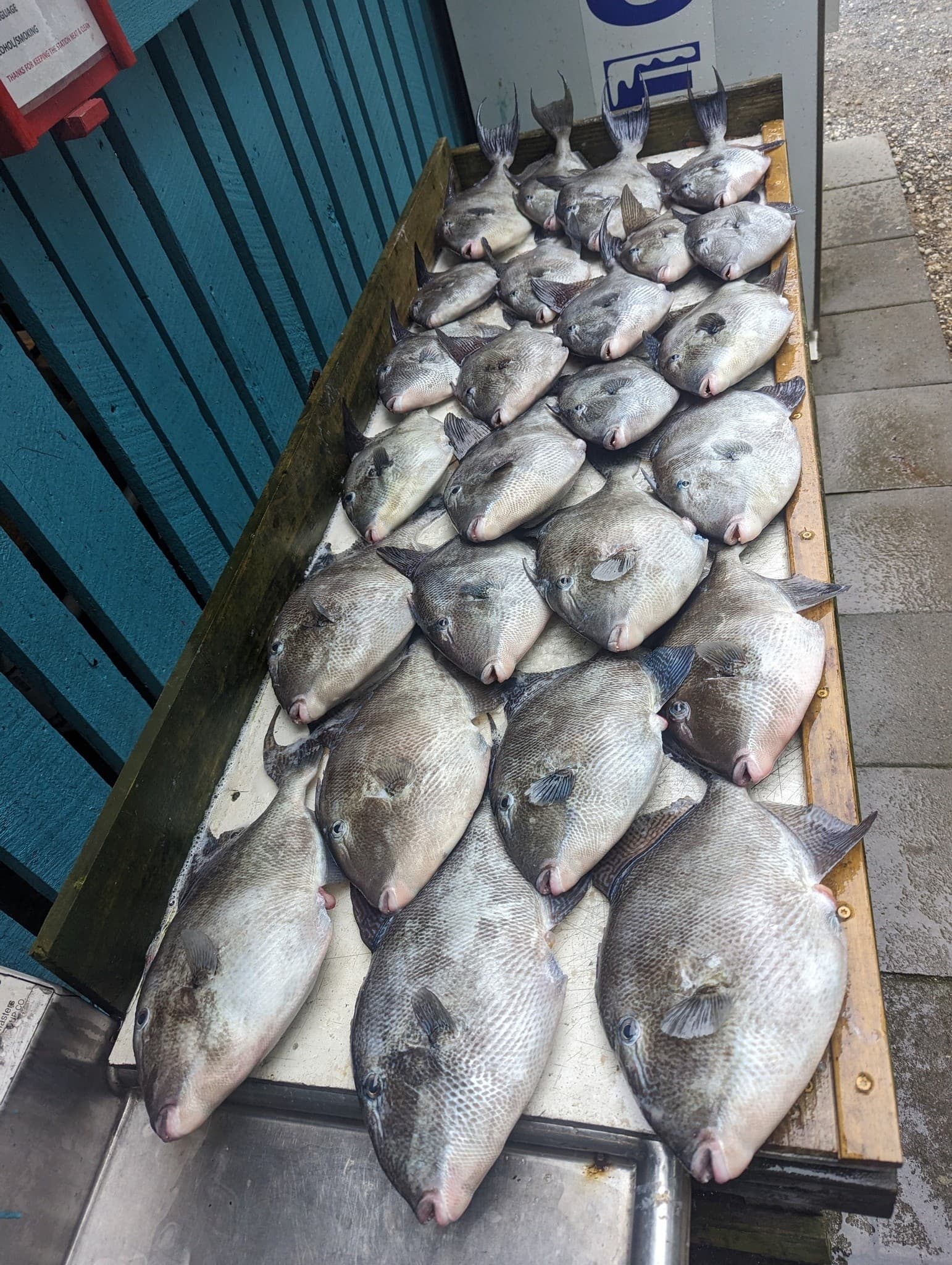 Full-Day Offshore Fishing: 10-Hour Charter from Murrells Inlet photo 4