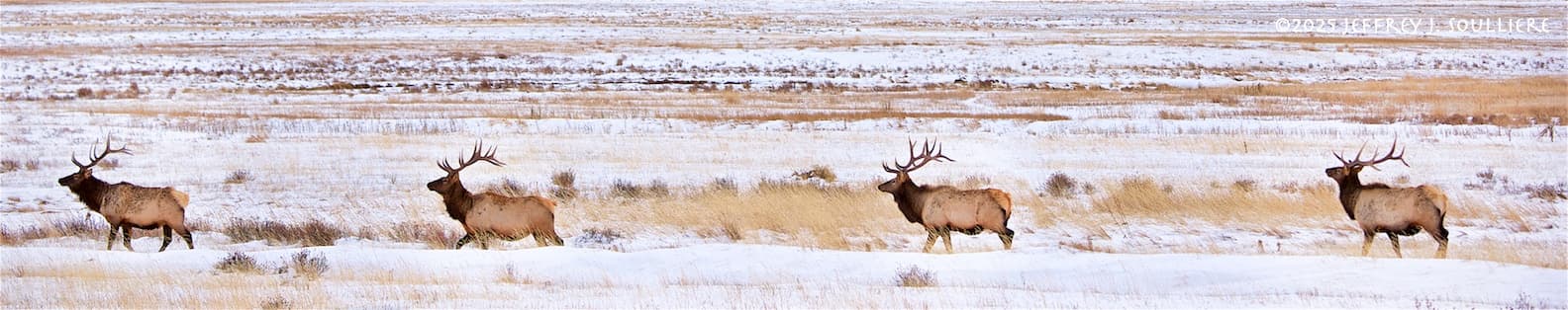 Winter Wildlife & Landscape Photography Tour — Jackson Hole & Grand Teton photo 4