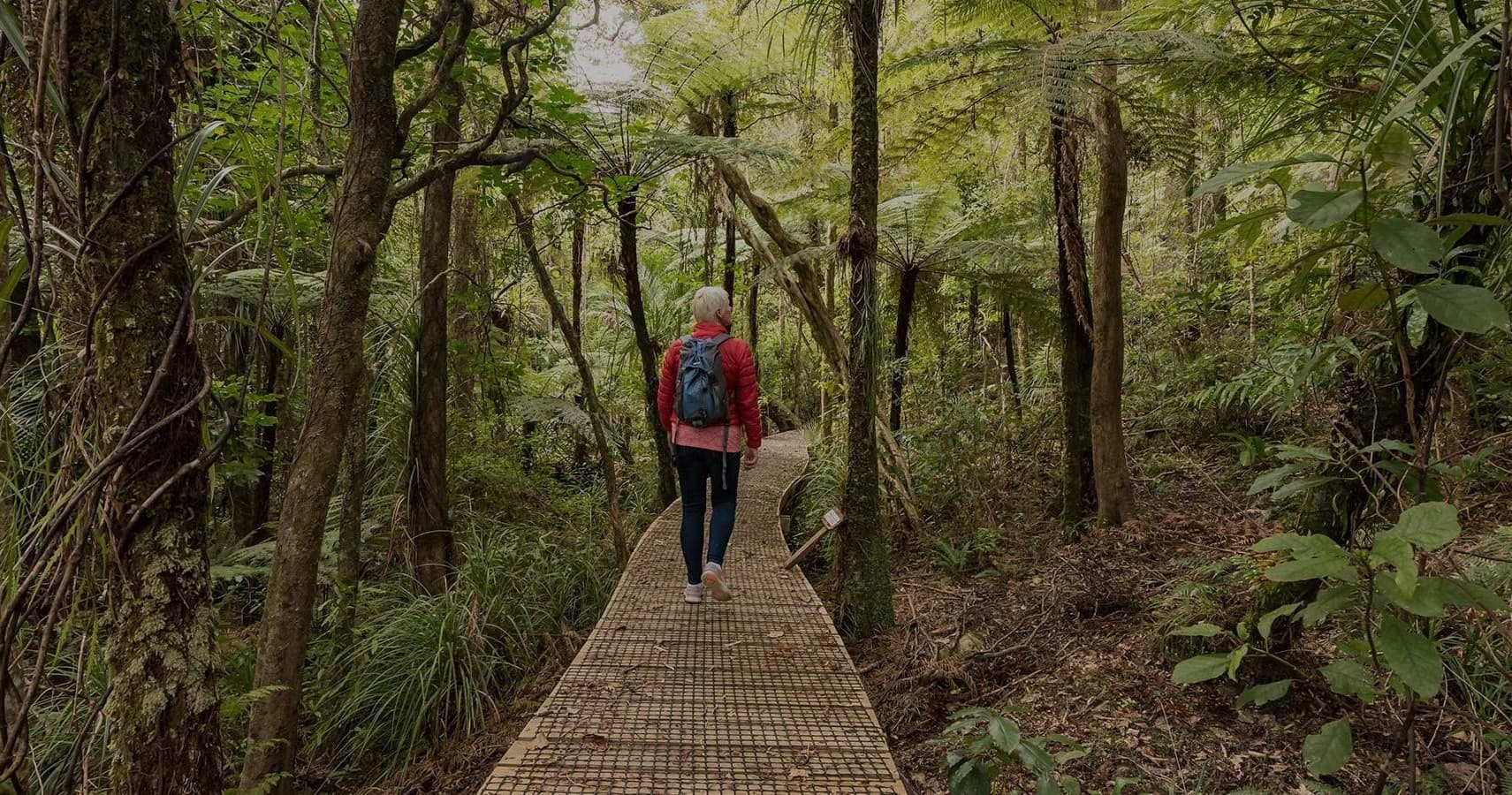 Hiker walking on forest boardwalk through lush native rainforest