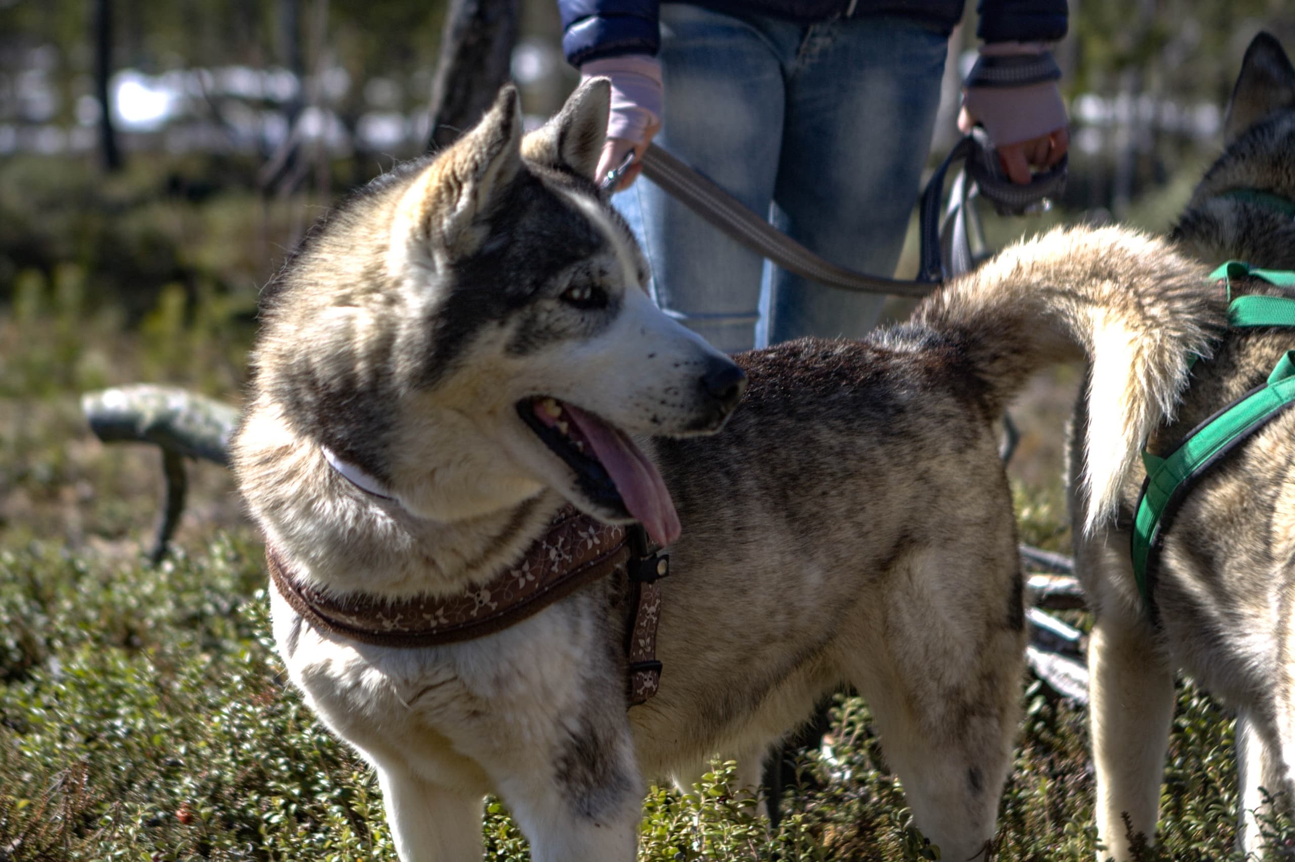 Husky Hike Adventure at Wilderness Hotel - Juutua