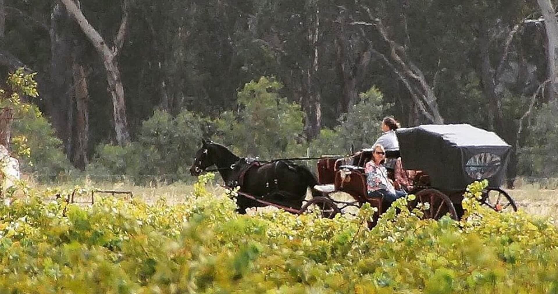 Vintage carriage pulled through vineyard rows at sunset