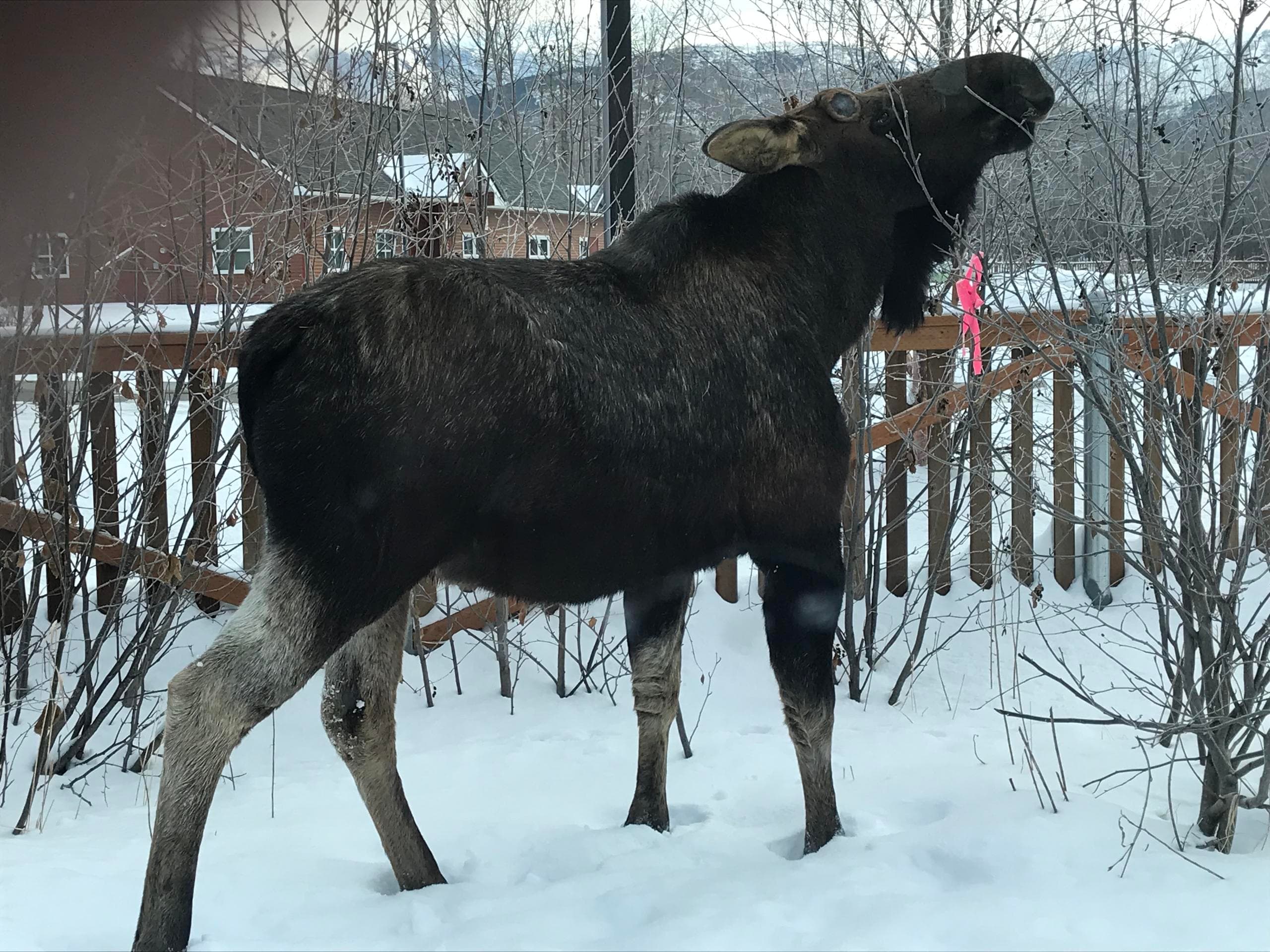 Winter Adventure in Anchorage: City Highlights, Wildlife & Mt. Alyeska Tram Ride