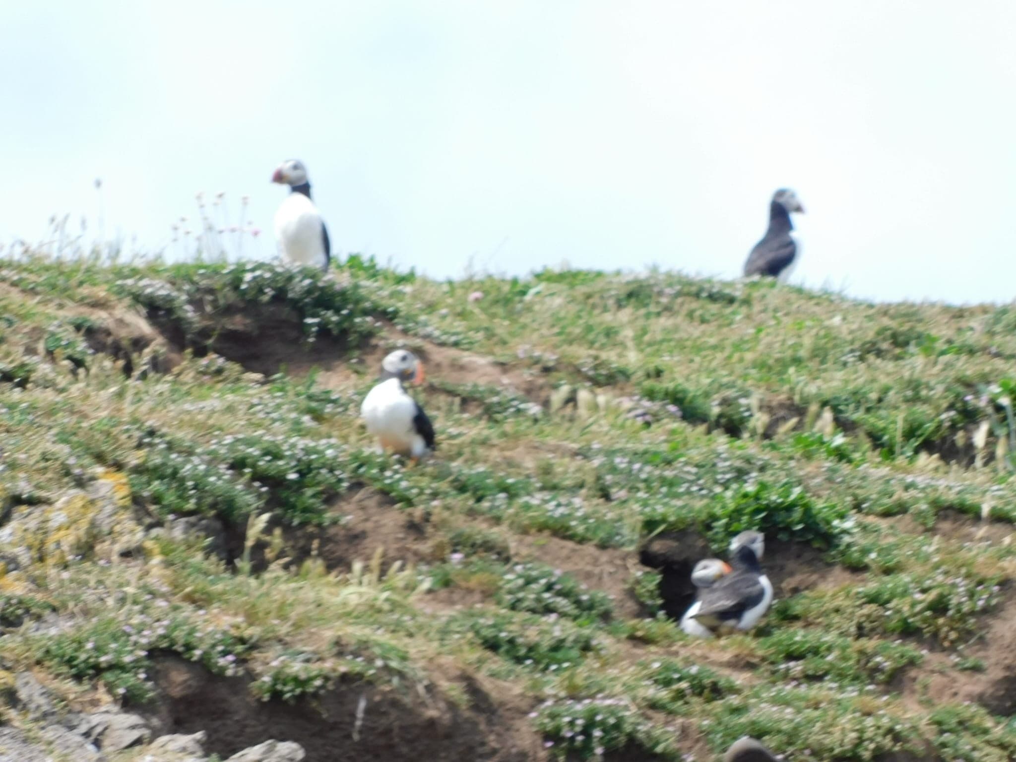 Sea Safari: Howth Wildlife Cruise on Dublin's Fingal Coast photo 1
