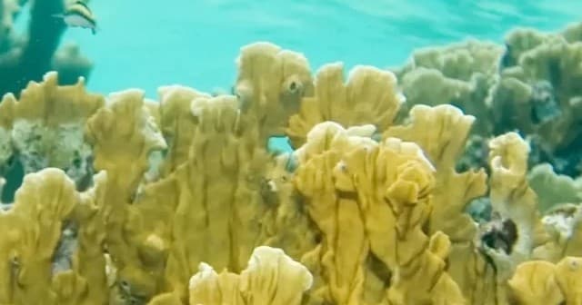 Coralpalooza Key Largo: Join Coral Restoration Foundation Reef-Saving Boat Dives