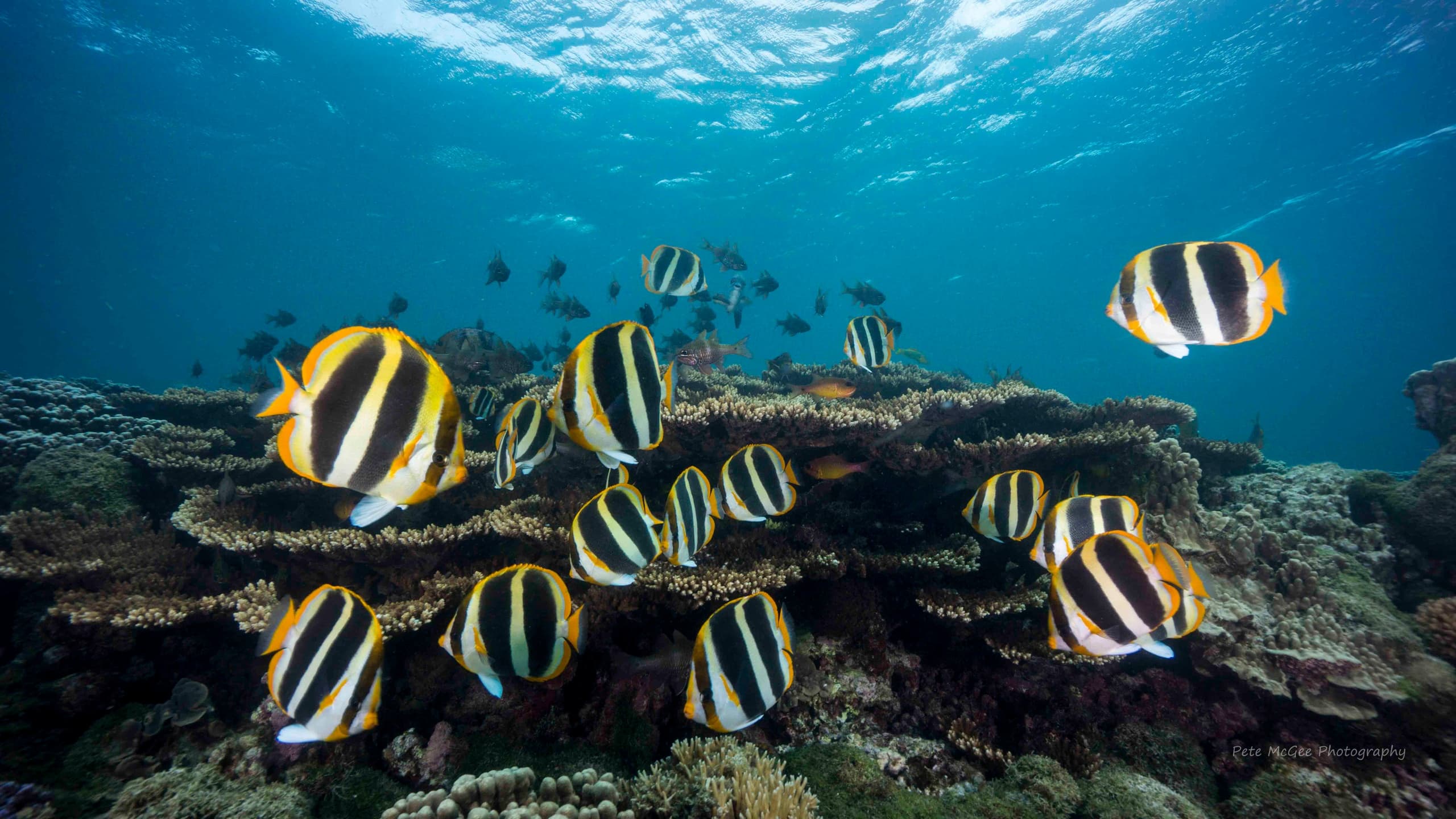 Introductory Dive with Dive Lord Howe on Lord Howe Island