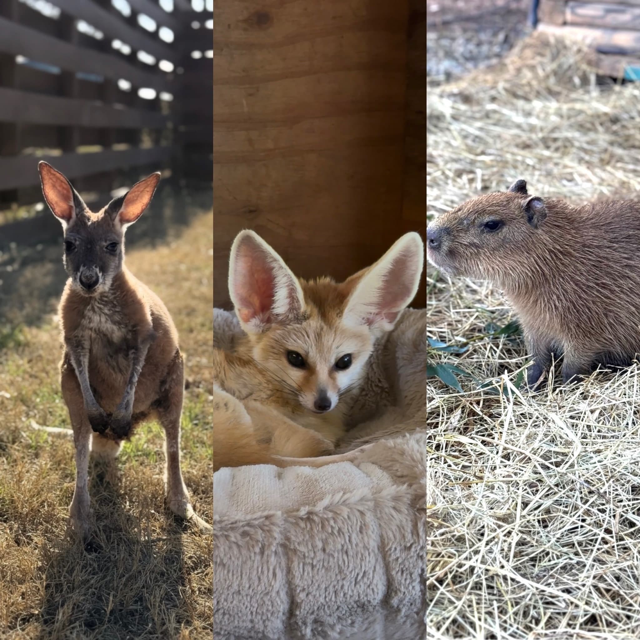 Hands-On Animal Encounters at Nature Nook Retreats in Wellford, SC
