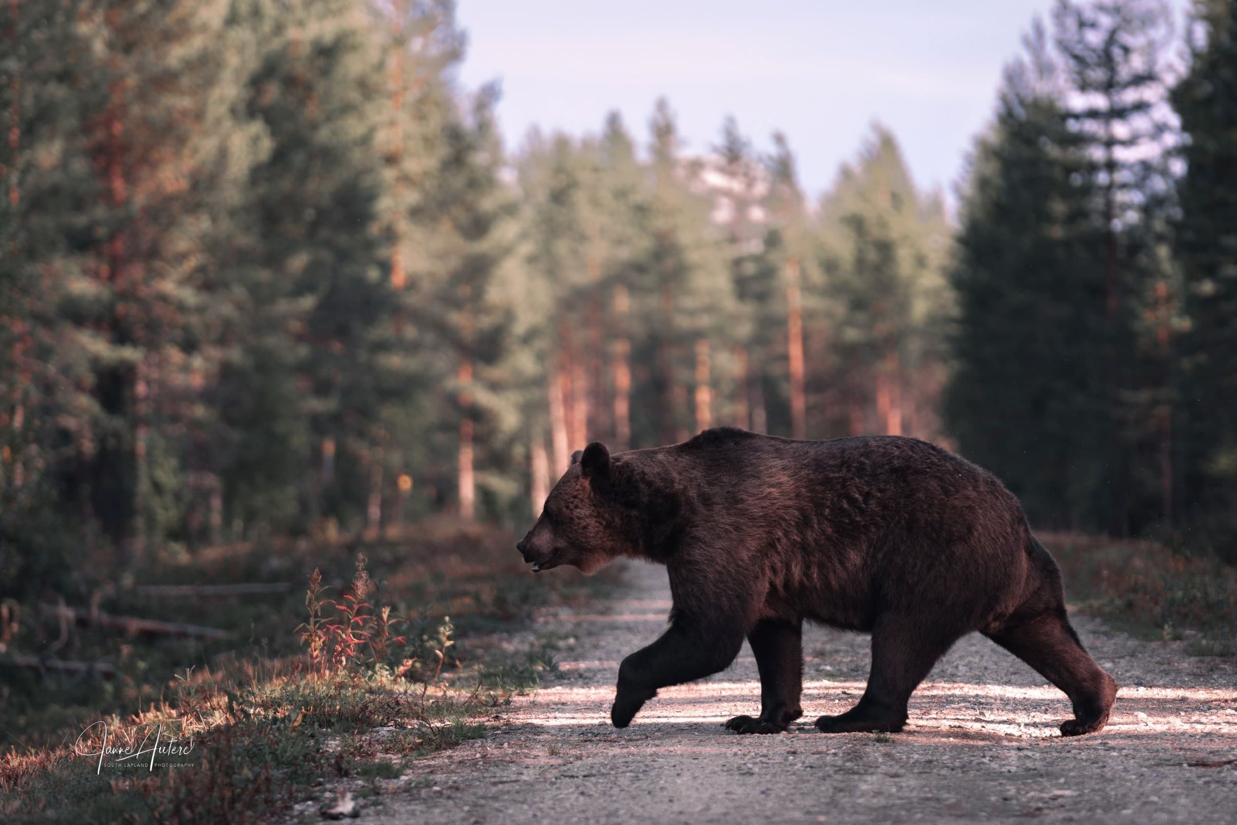 Storytelling Wildlife Photography Weekend in Oulu: Bears, Wolves & Night Hides
