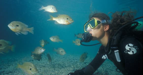 Scuba diver swimming with reef fish over sandy seabed