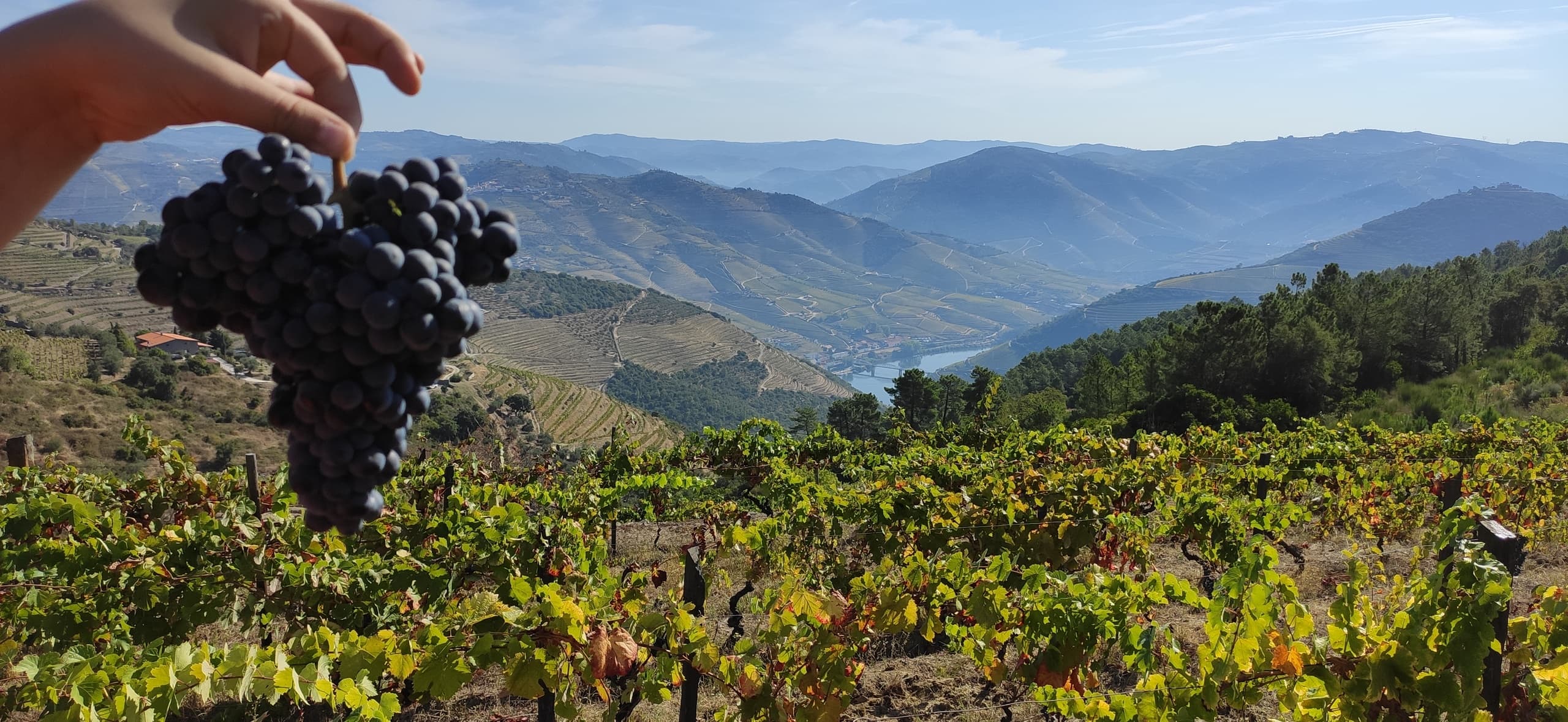 Douro River Boat & Wine Tour with Dourotours