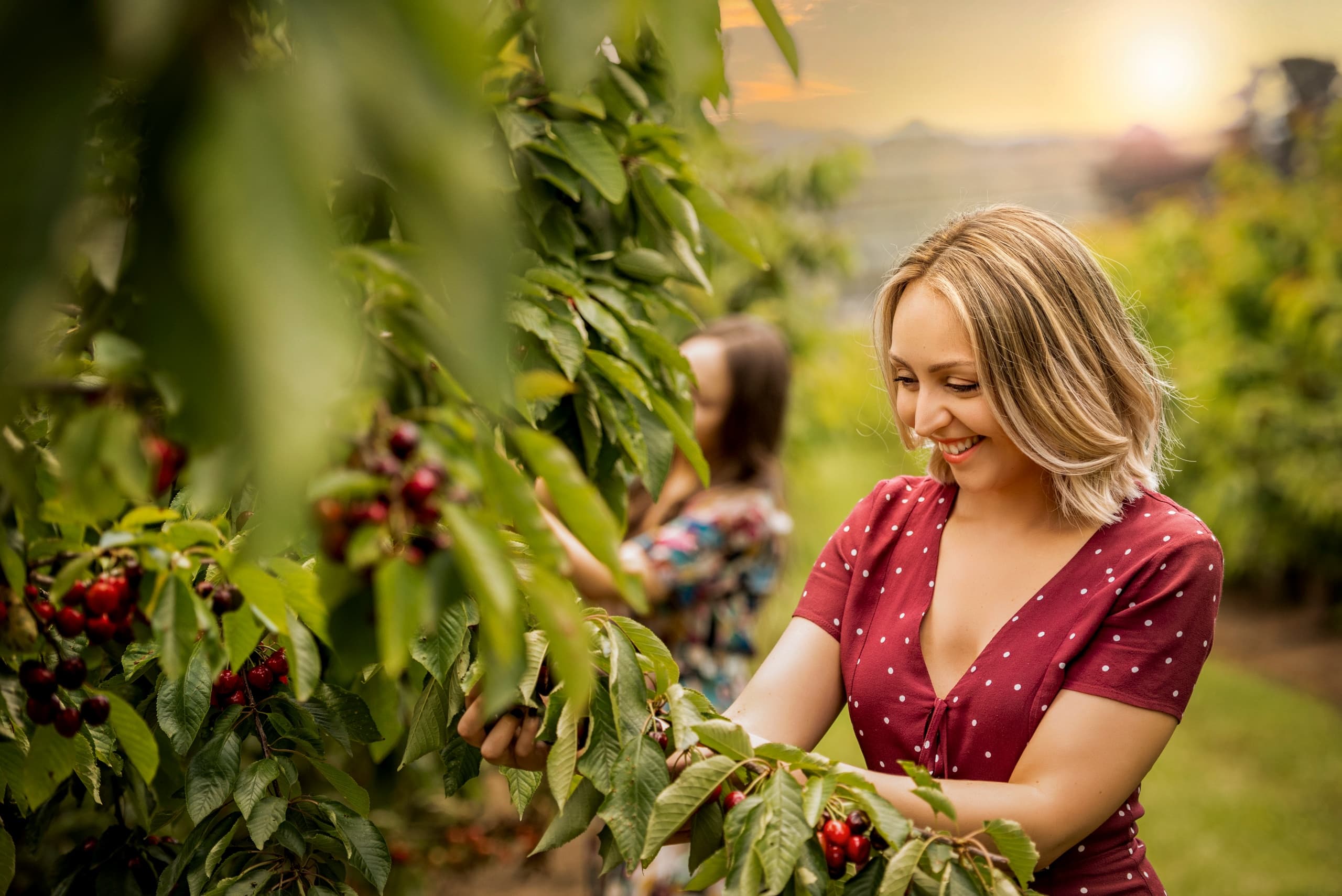 Twilight Cherry Picking in Wandin East: Sunset Harvest at CherryHill Orchard photo 2