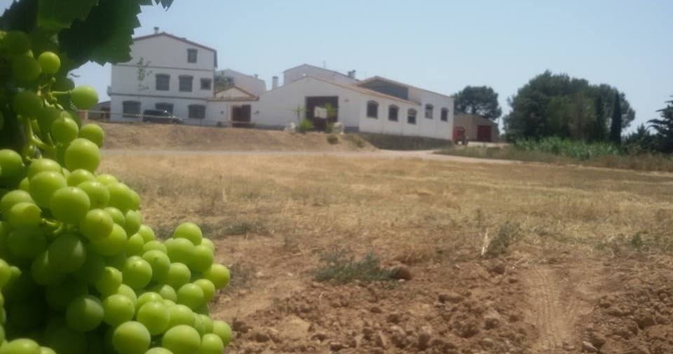 Cluster of green grapes with distant winery and open vineyard fields