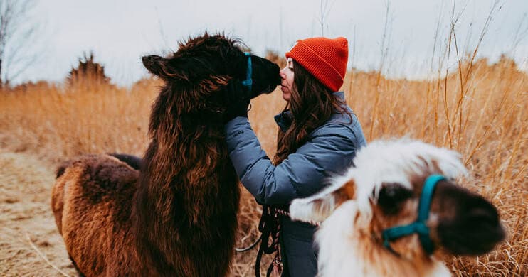 Woman interacting with llamas in tall prairie grass field