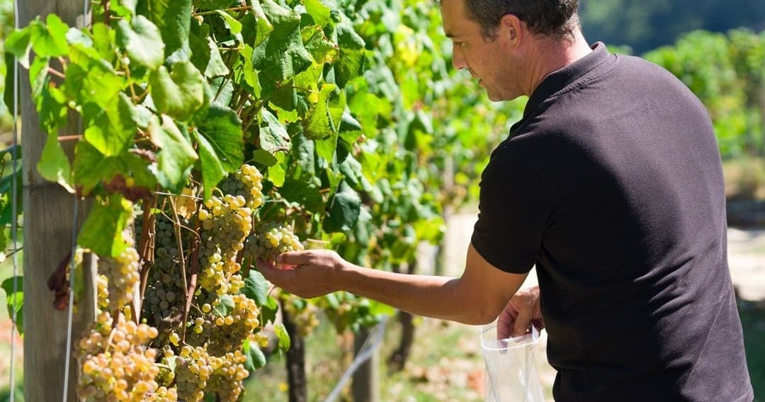 Melgaço Grape Harvest with Farm Experiences & Tours