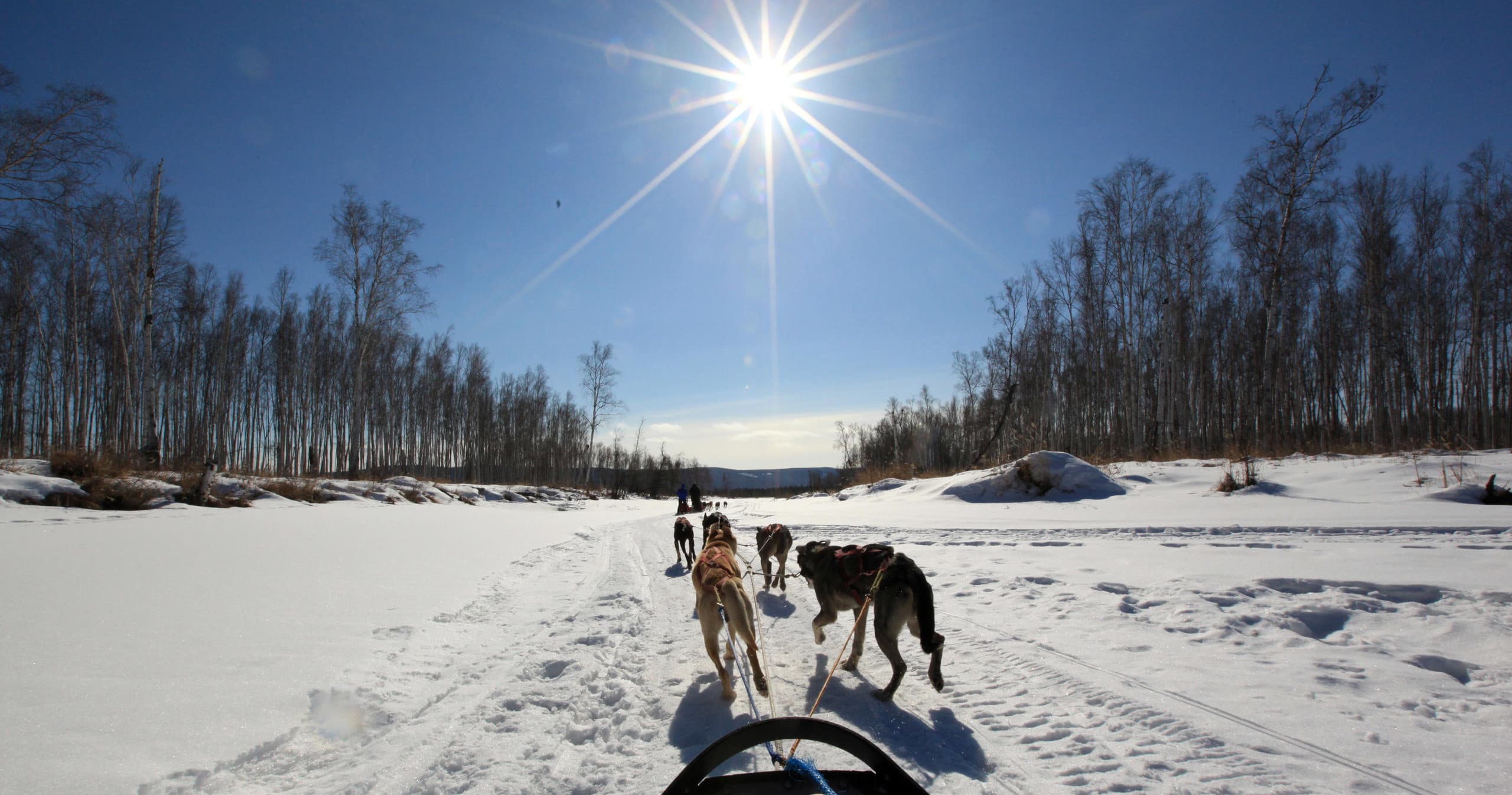 Dog Mushing Tour by Alaska Fishing and Rafting Adventures in Nenana