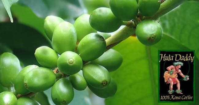 Hula Daddy Coffee Tour: Kona’s Premier Plantation Experience