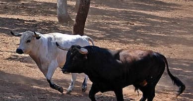Rural Spain Horse & Bull Farm Visit with Costa Excursions