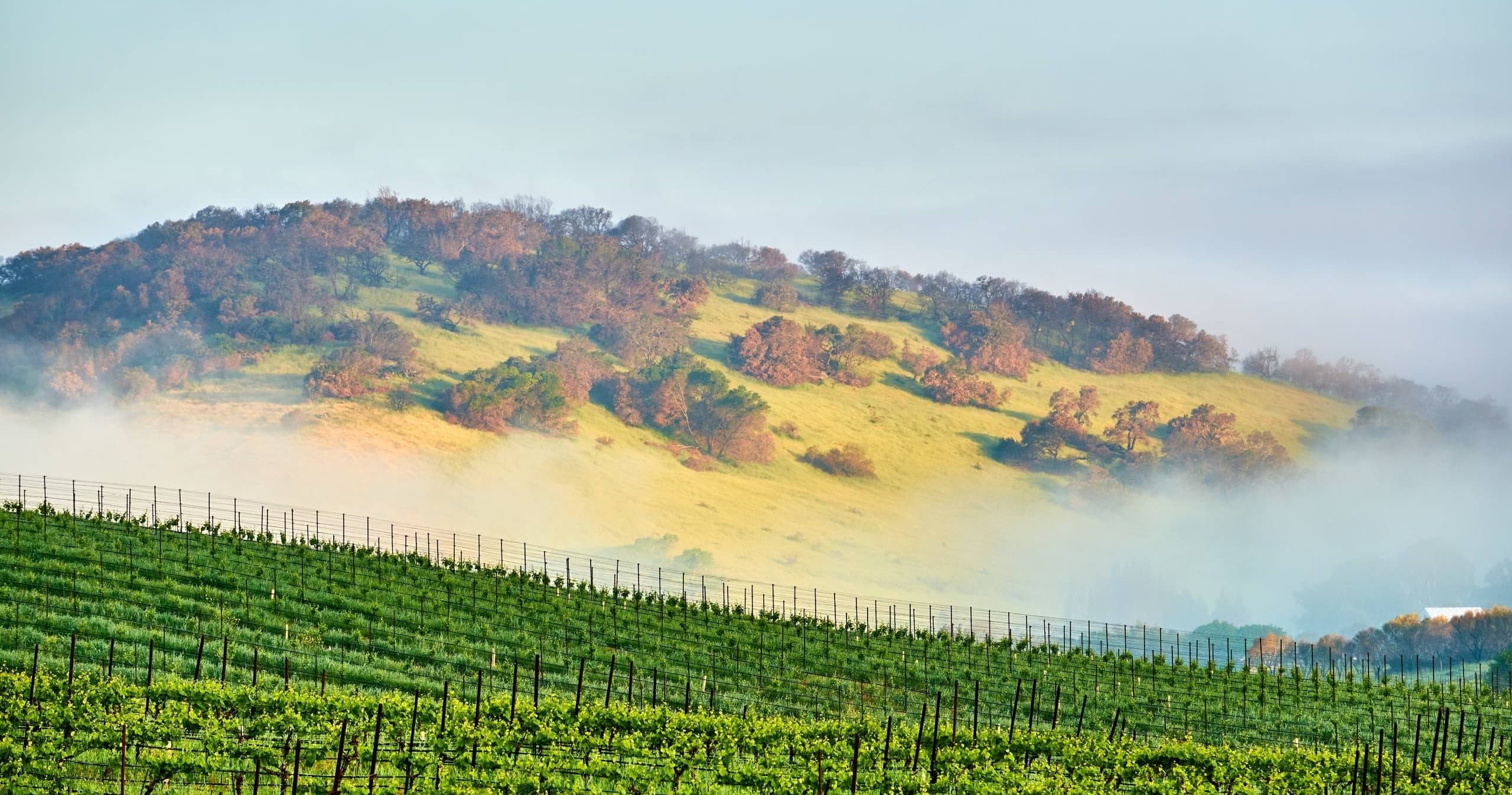 Private Wine Tour in Napa and Sonoma: Custom Drivers for Greater Sacramento Wine Country