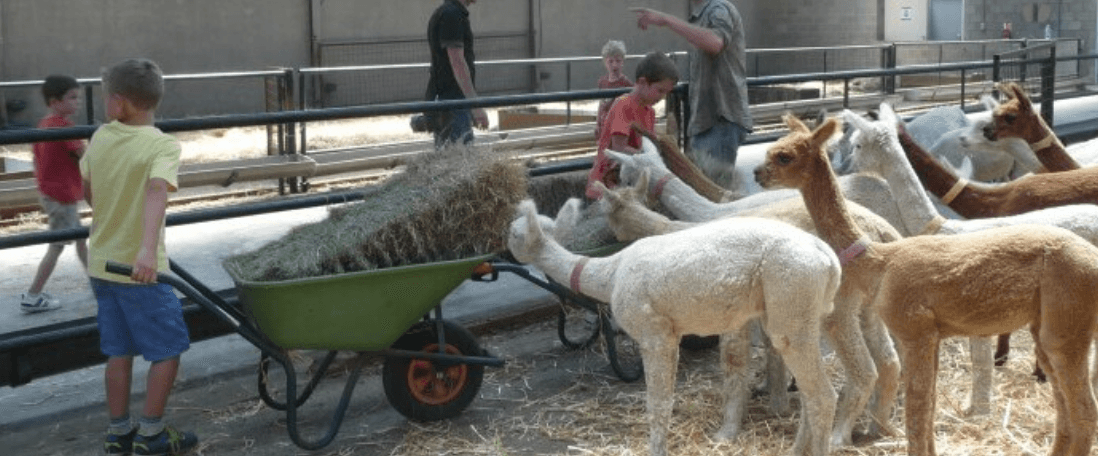 Hands-On Alpaca Adventures with De Alpacaboerderij