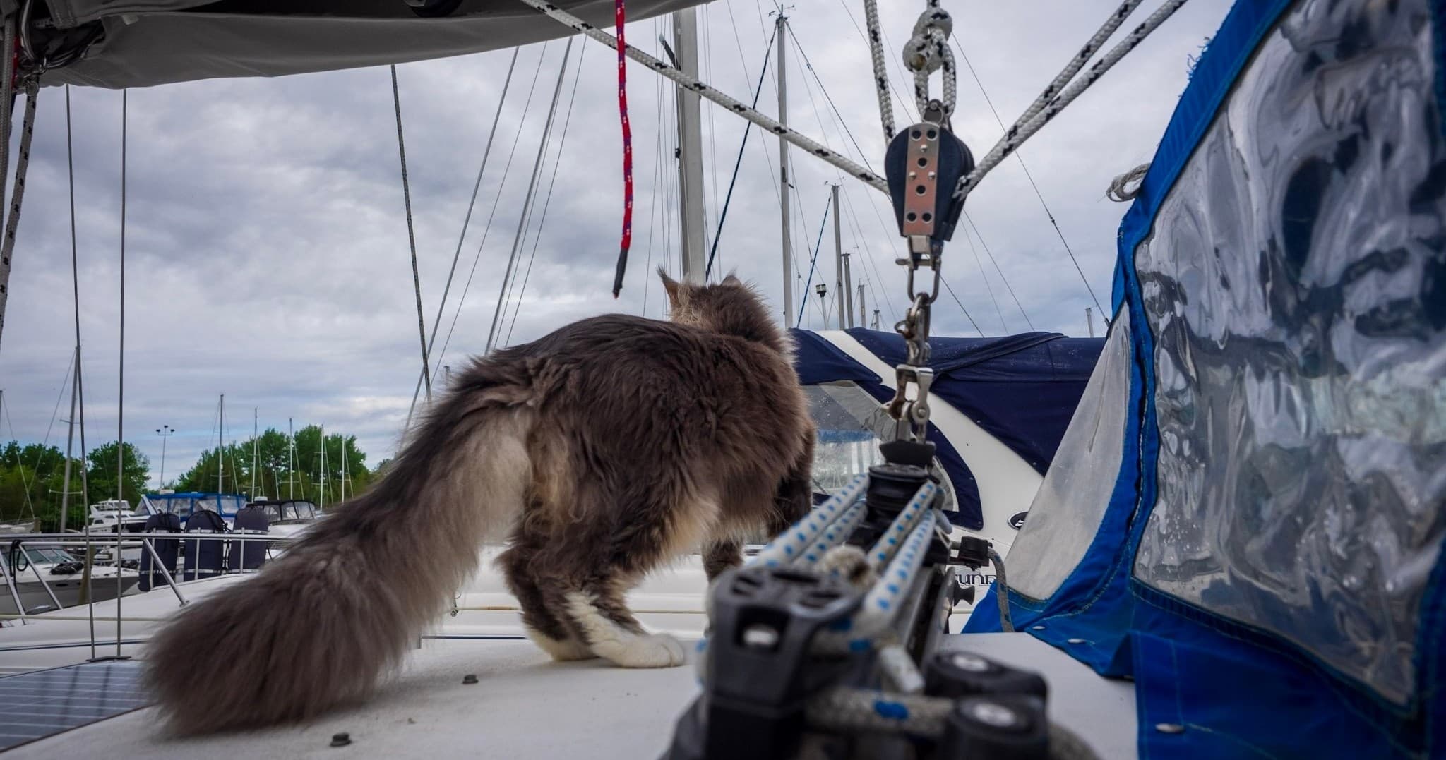 Cat exploring sailboat deck amid ropes and nautical gear at harbor