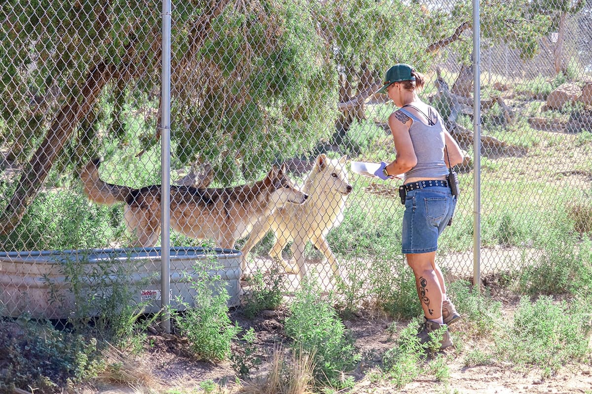 Wildlife Nature & Animal Care at Wild Spirit Wolf Sanctuary