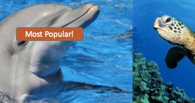 Dolphin & Shelling Adventure with Odyssey Cruises in Tarpon Springs