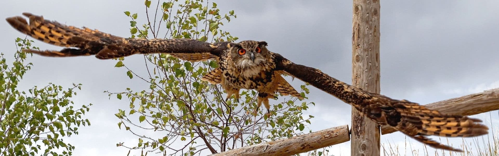 Owl soaring over wooden perches in mountain wildlife park
