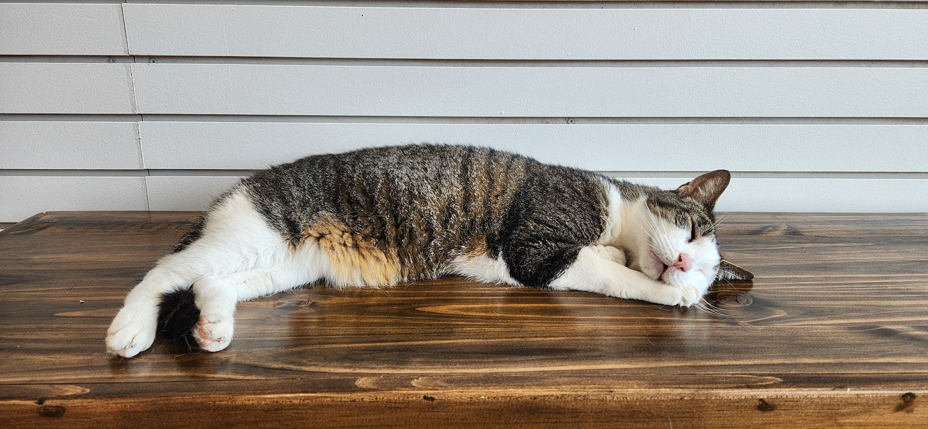 Cuddle Cats at MeWow Cat Cafe in Doylestown