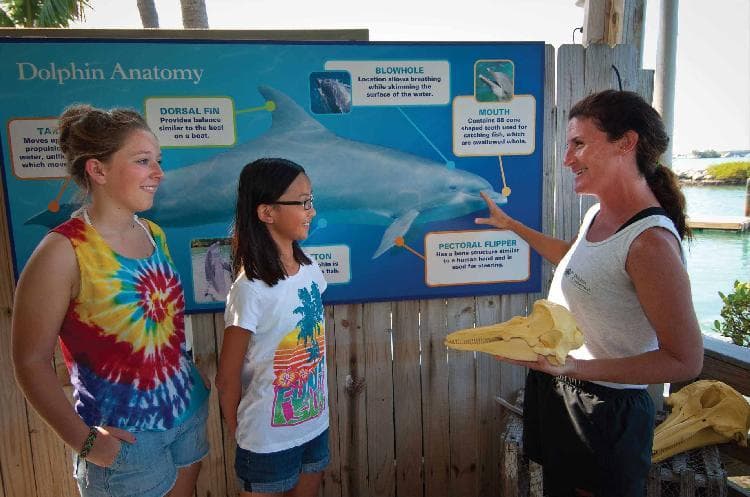 Wildlife & Animal Encounters: Trainer For A Day at Dolphin Connection