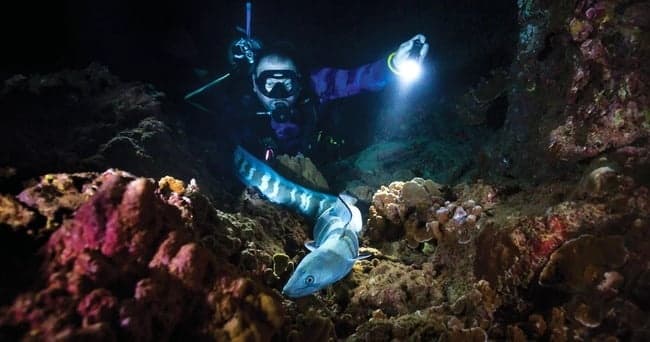 Night Dive in Maui: Lahaina After Dark Scuba Adventure