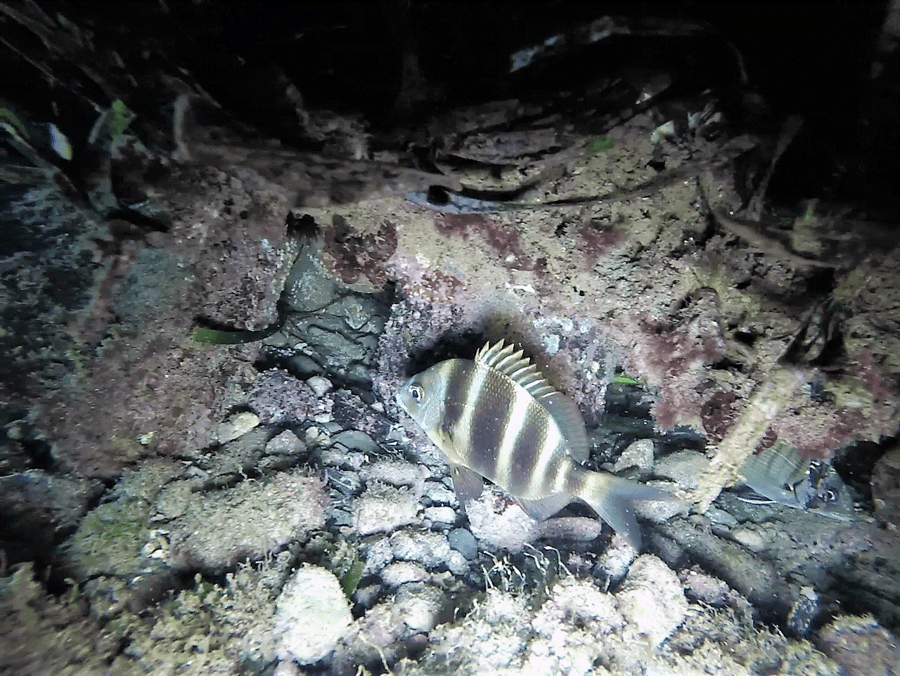 Night Diving Adventure in Cambrils with Nautic Parc
