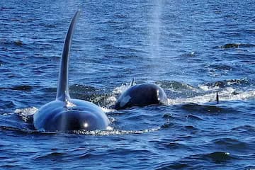 Whale Watching Adventure