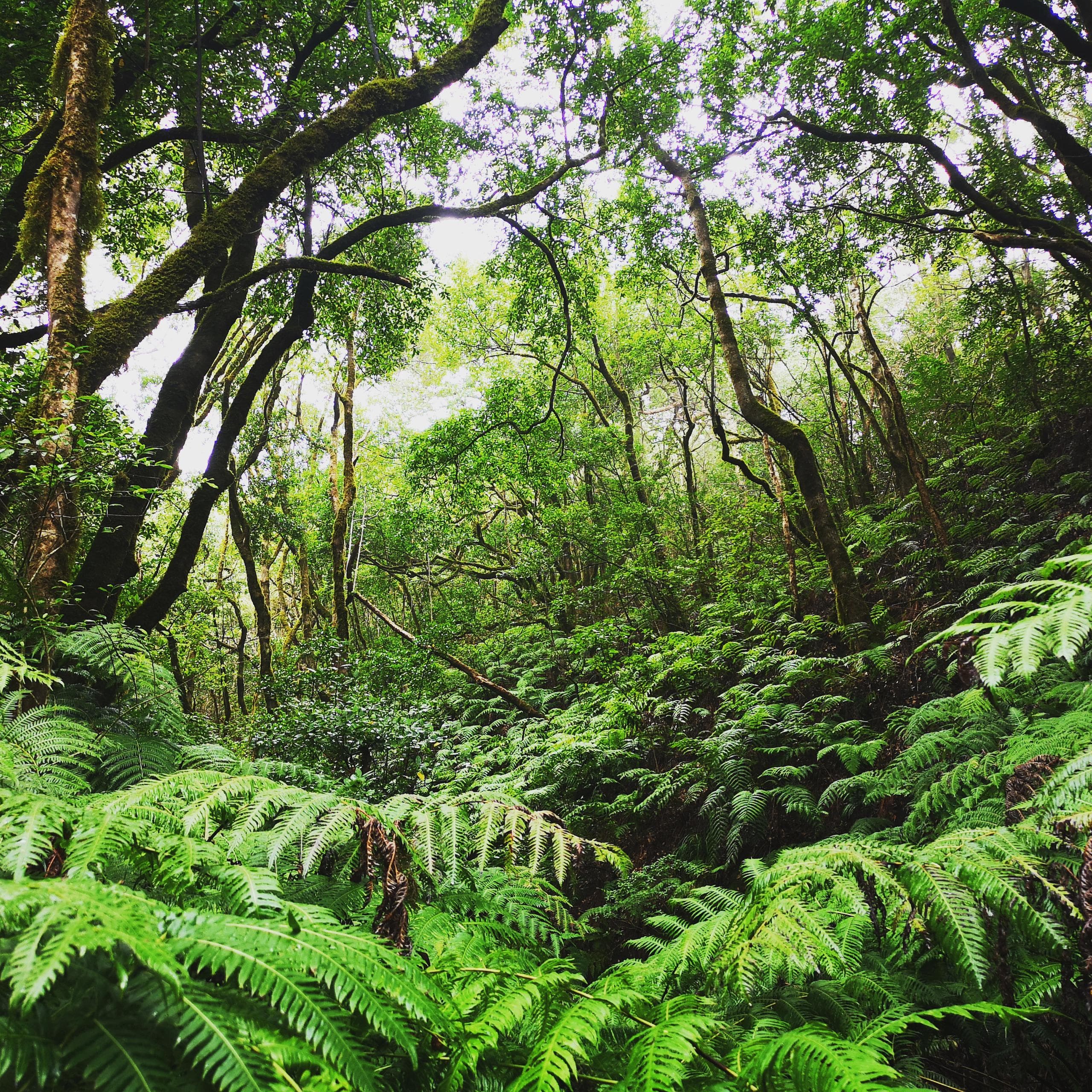Outdoor Adventure with Comfort Tours Tenerife in Anaga Mountains