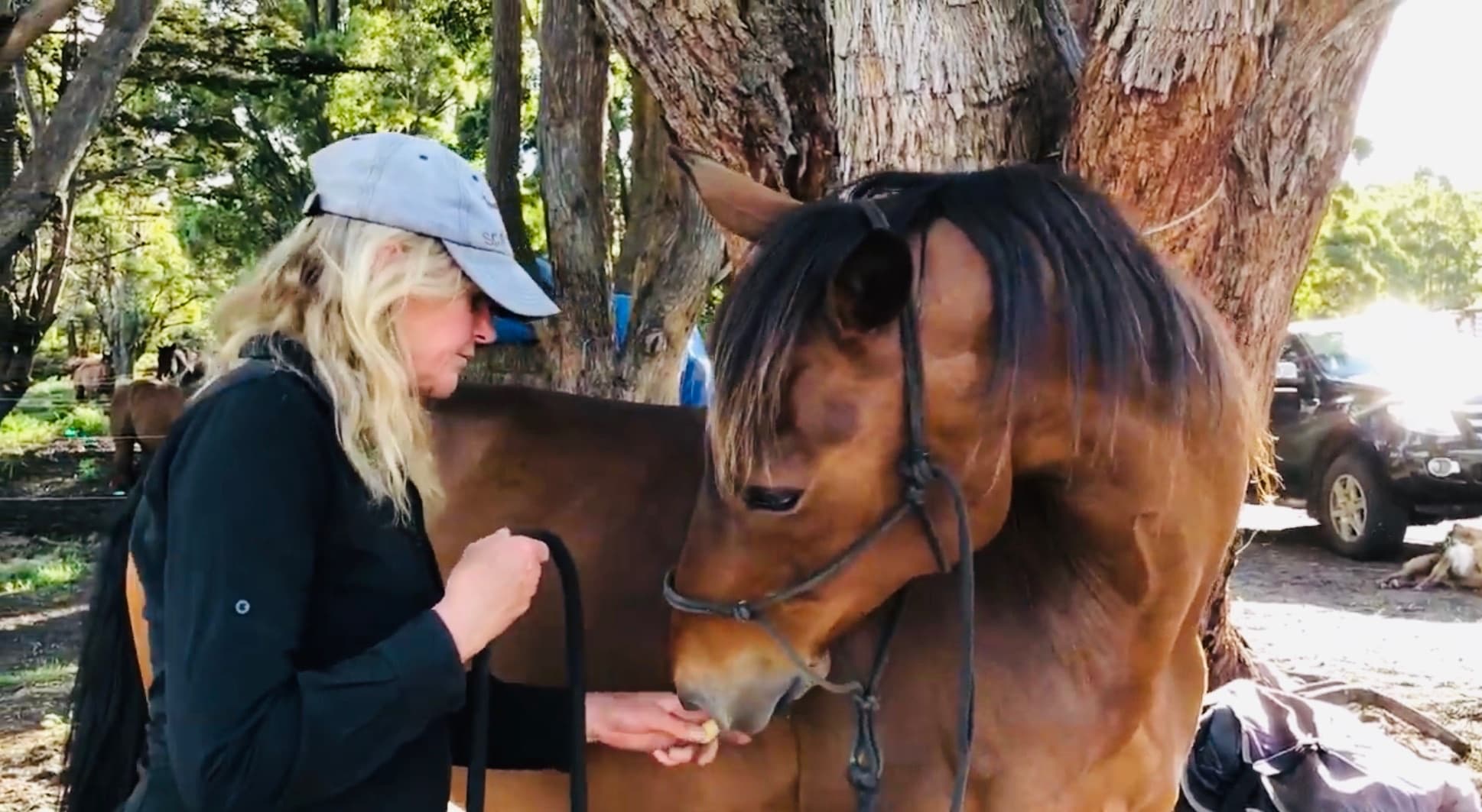 Horse Sponsorship & Rehabilitation at Seven Mile Beach