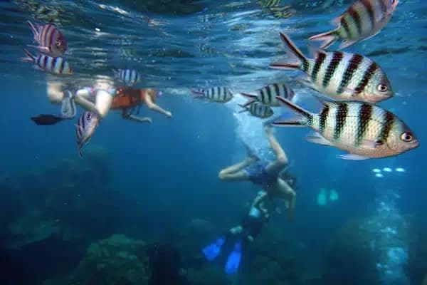 Water Activities & Pura Aventura: Snorkelling at Tabarca Island