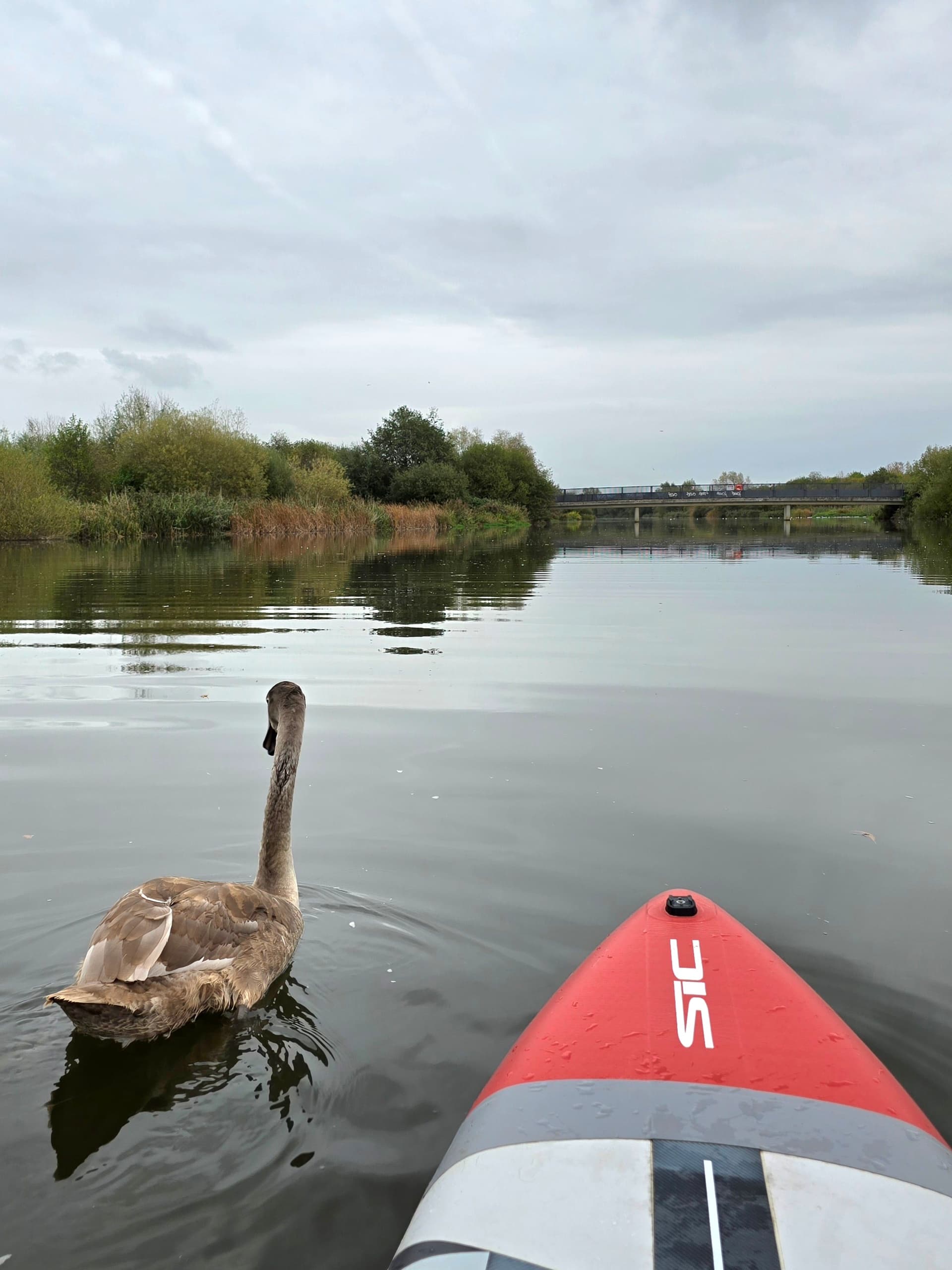 Jubilee River Safari: 8.5km SUP Wildlife Paddle from Dorney to Slough Weir photo 1