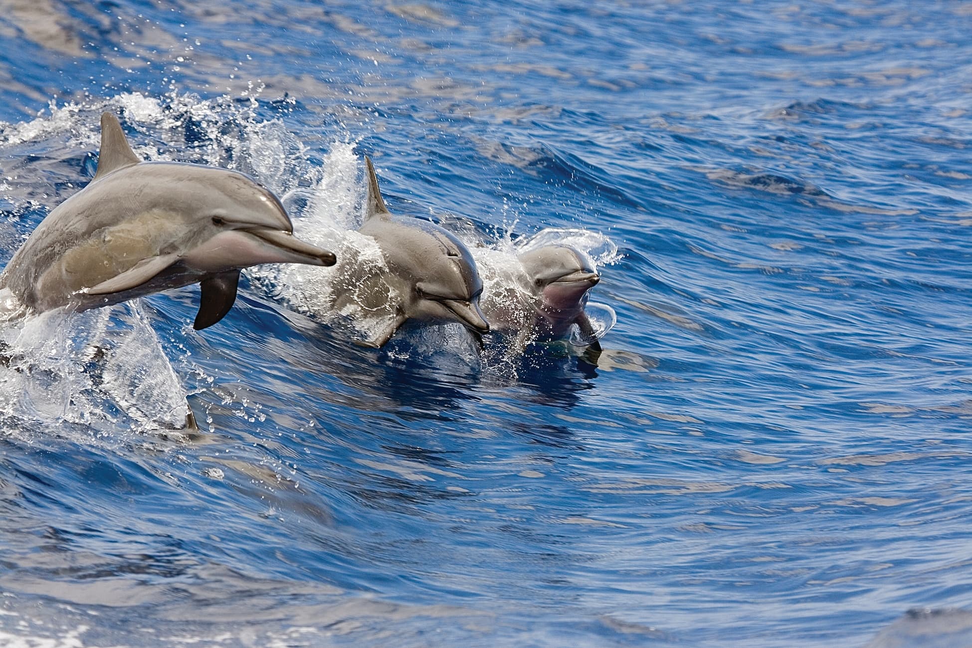 West Oahu Dolphin Snorkel Sail Adventure in Waianae