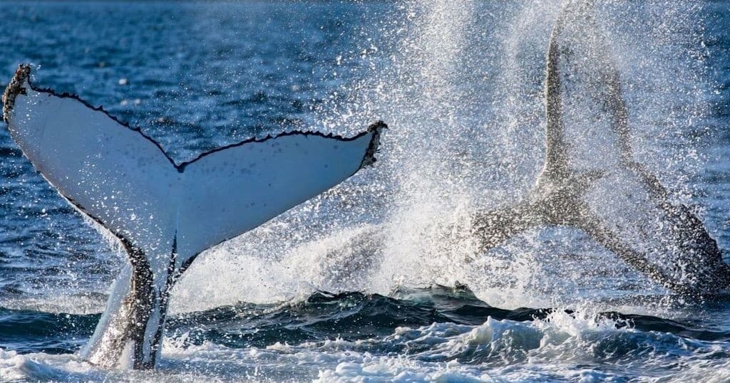Whale Adventure Tour Sydney: Experience Up-Close Humpback Whale Migration photo 3
