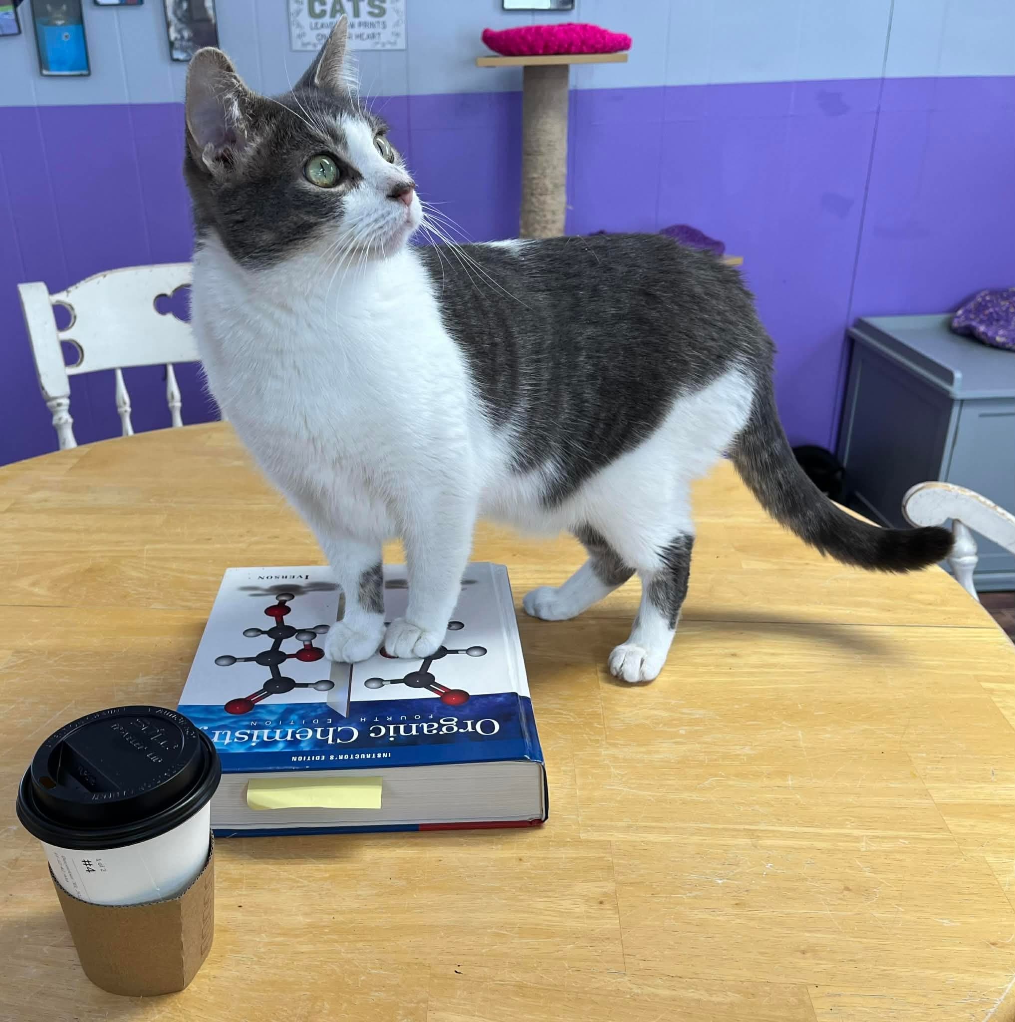 Study Cats and Organic Chemistry: MCAT Prep at a Kalamazoo Cat Cafe
