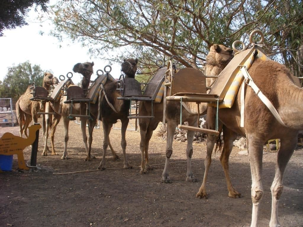 Family Camel Ride & Farm Visit at Camel Park, Tenerife