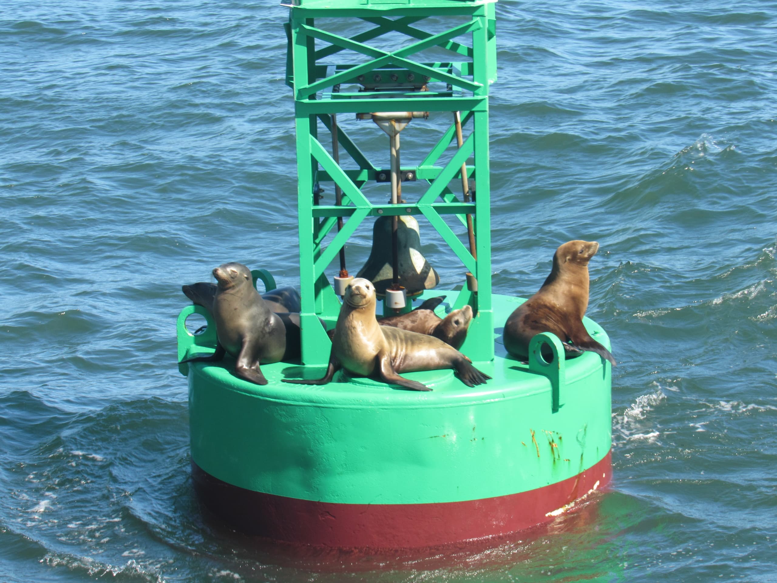 Sea lions sunbathing on green buoy in open bay waters