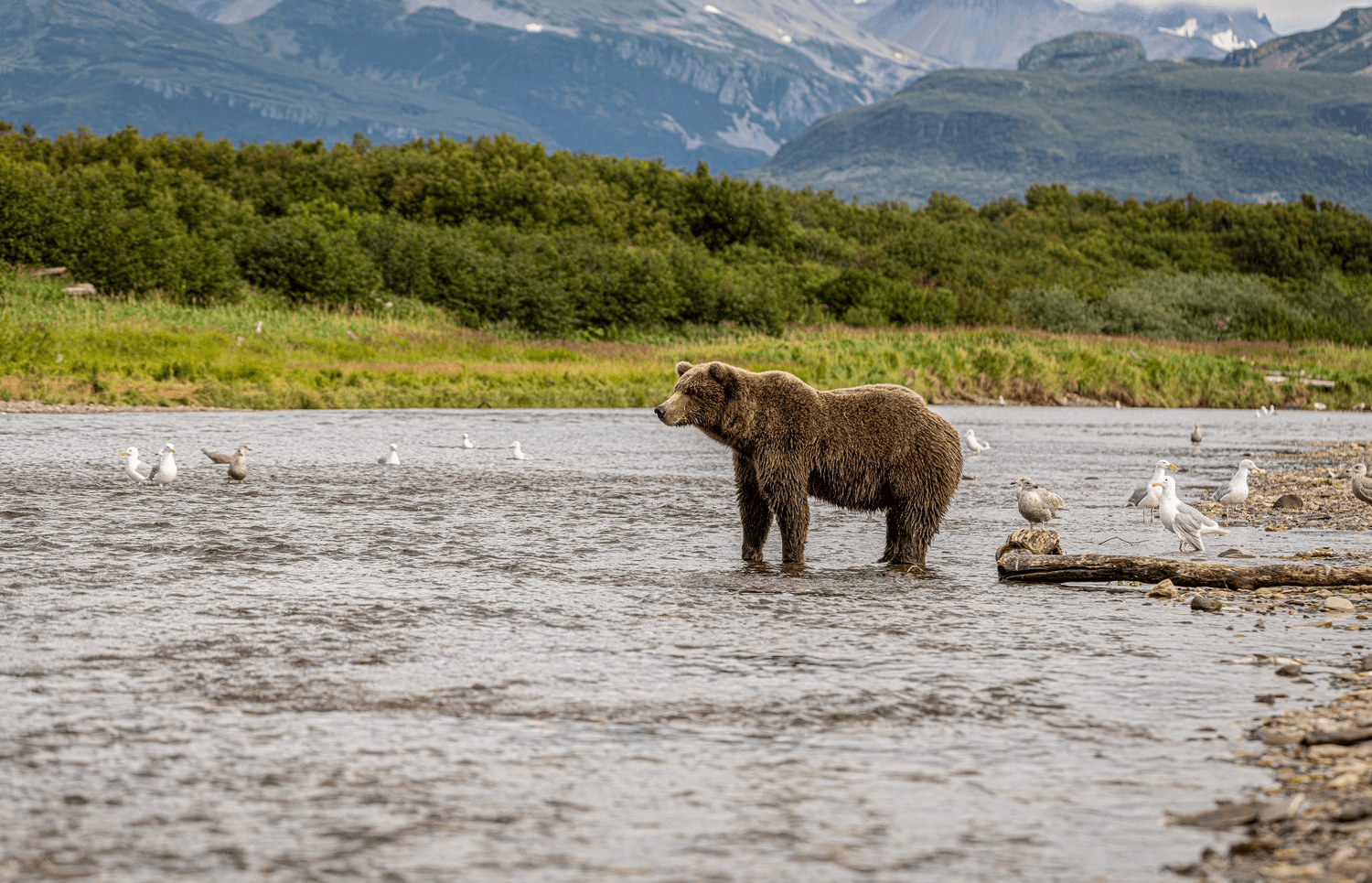 Cook Inlet Adventures fleet
