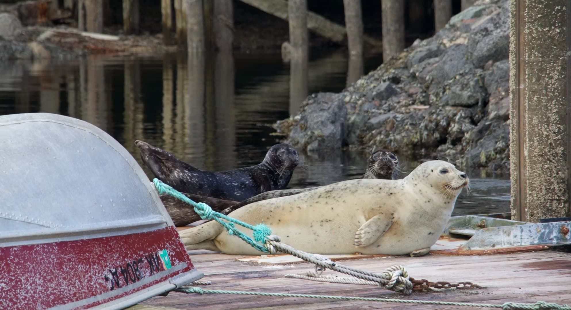 Inside Passage Wildlife Cruise from Ketchikan: 2.5-Hour Sea and Shore Tour photo 2