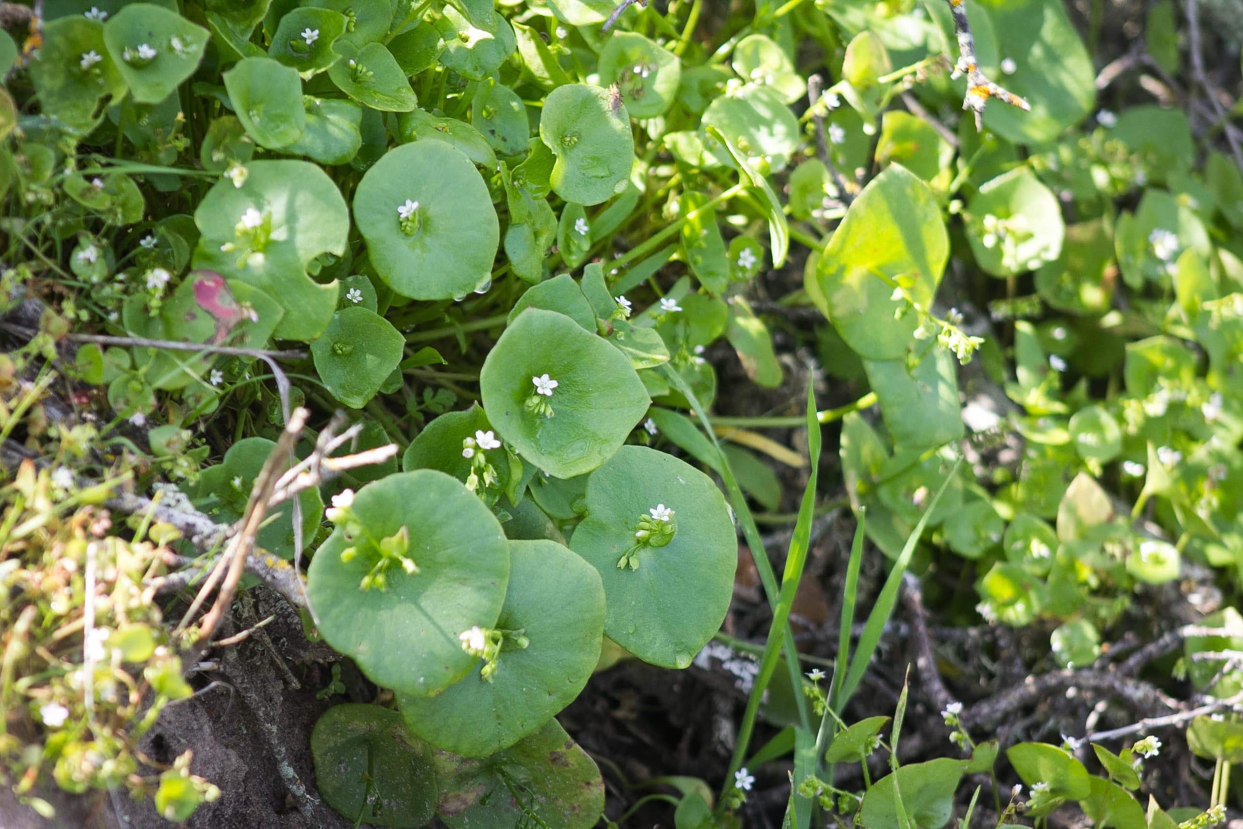 Foraging Tour at Santa Margarita Ranch, CA