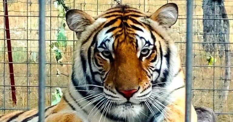 Up-Close Encounters: Grand Safari Package at Texas Wildlife Park