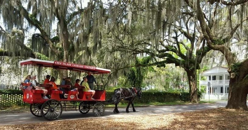 Horse-drawn carriage tour beneath live oaks with Spanish moss