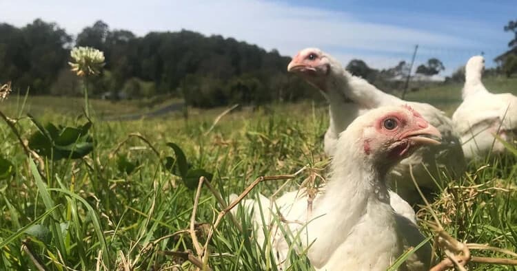 Field Butchery in Hydes Creek: Hands-On Game Processing Course