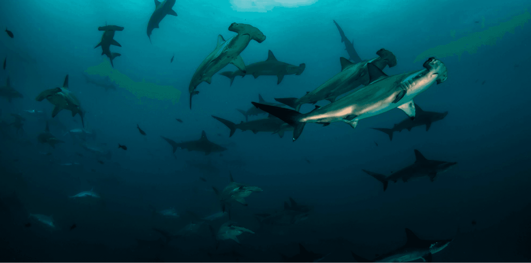 Experience Monterey’s Night Diver Specialty: Three Dives Into an Underwater Wonderland