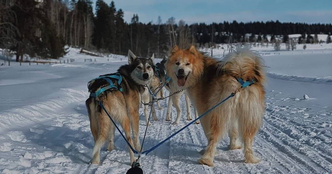 Call of the WYld Dogsled Tours fleet